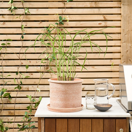 Imperata cylindrica 'Red Baron'