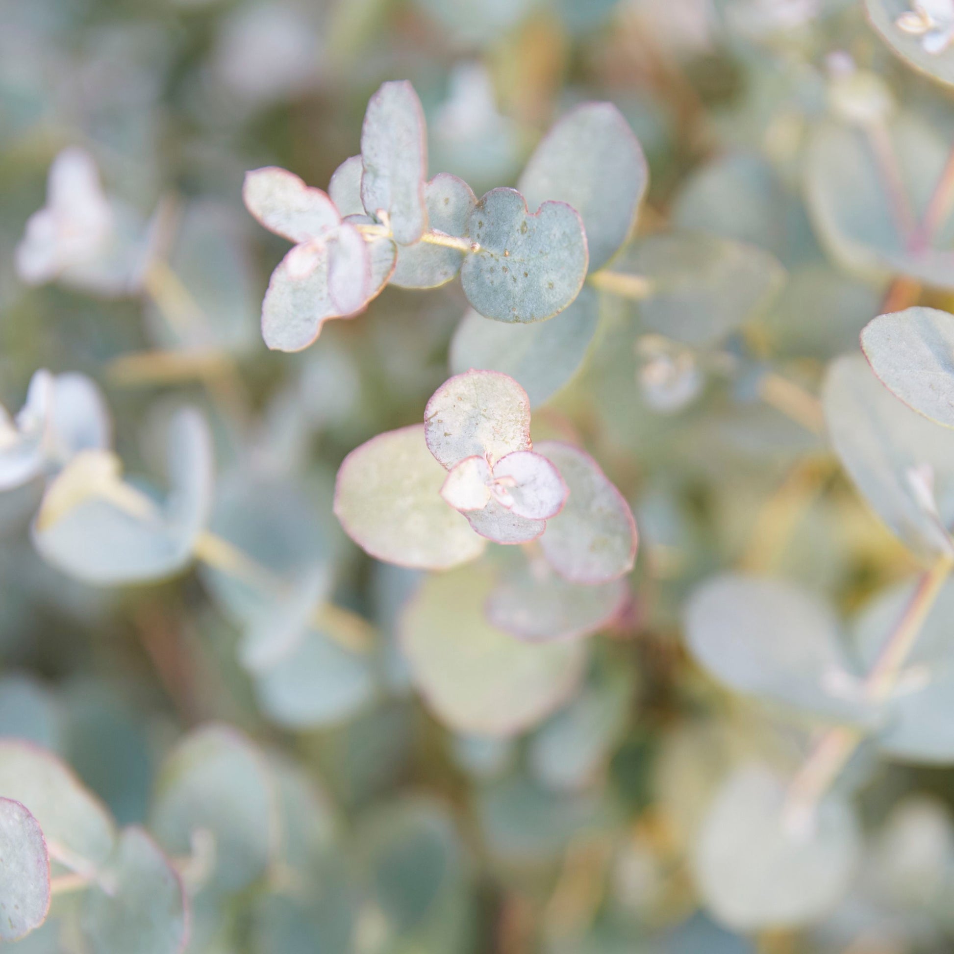 Eucalyptus Gunnii
