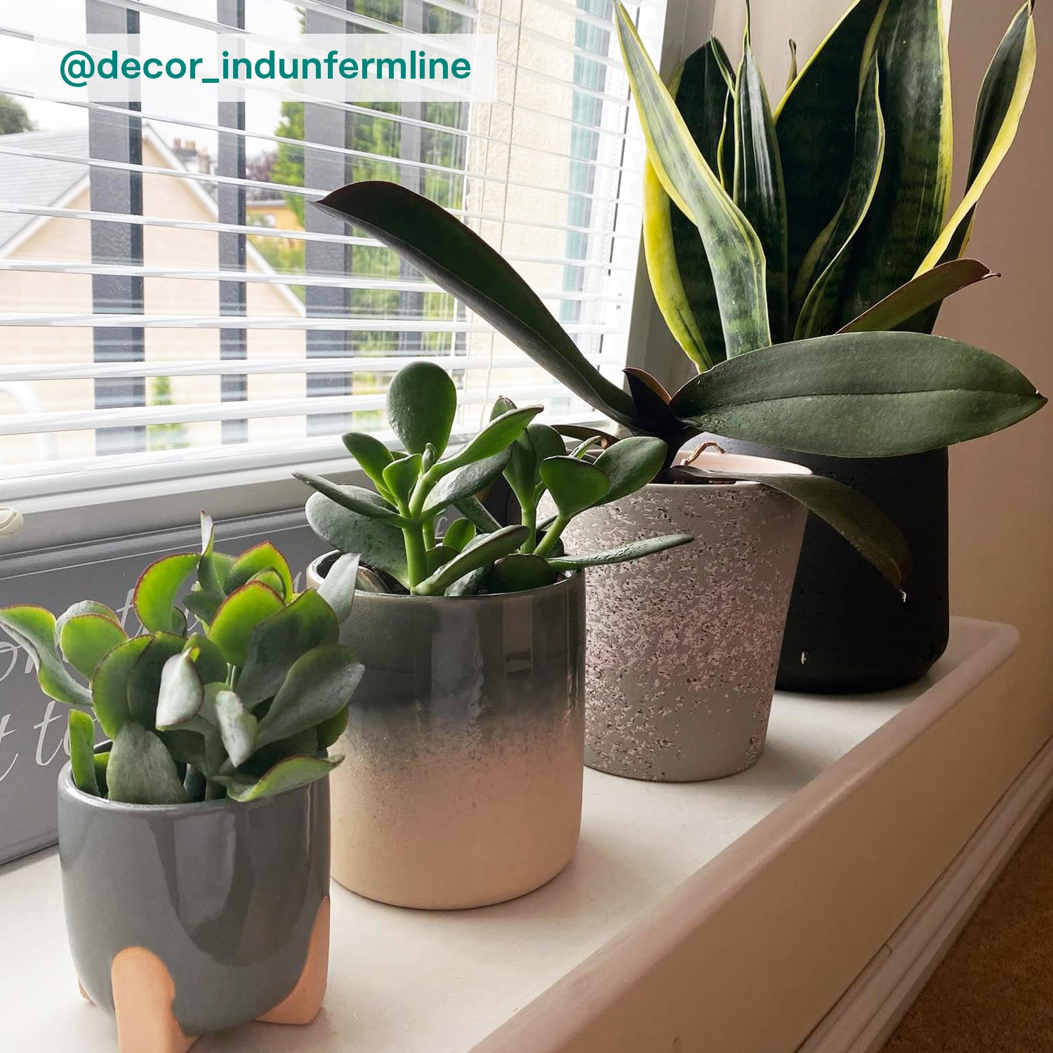 Succulent plant