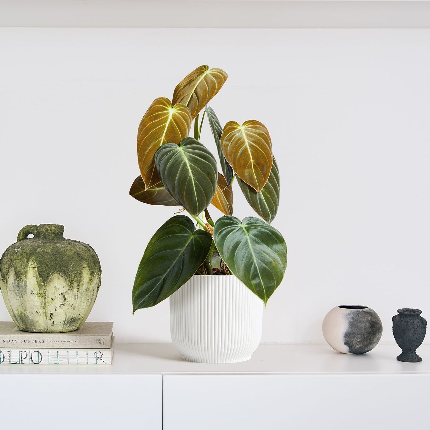 Philodendron 'splendid'