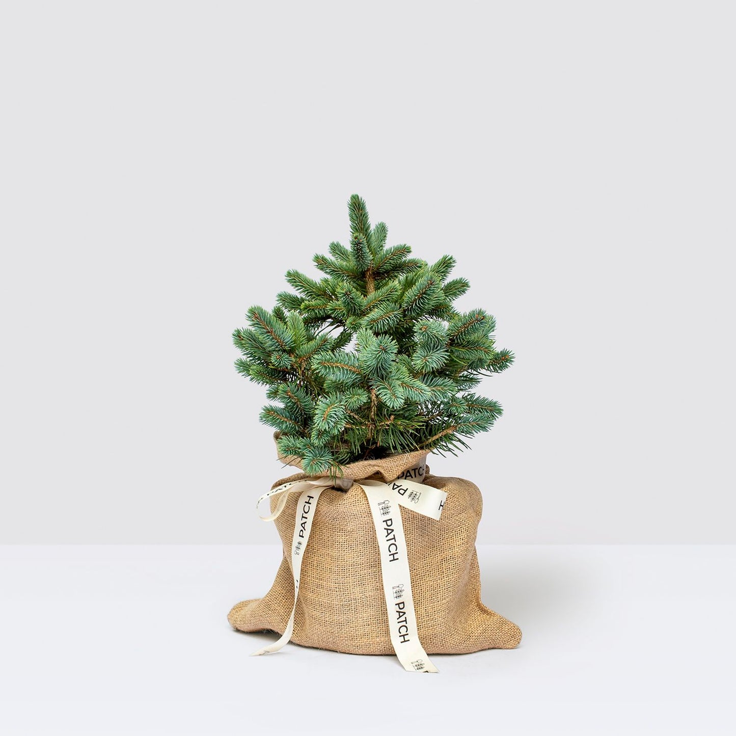 Pot Grown Blue Spruce