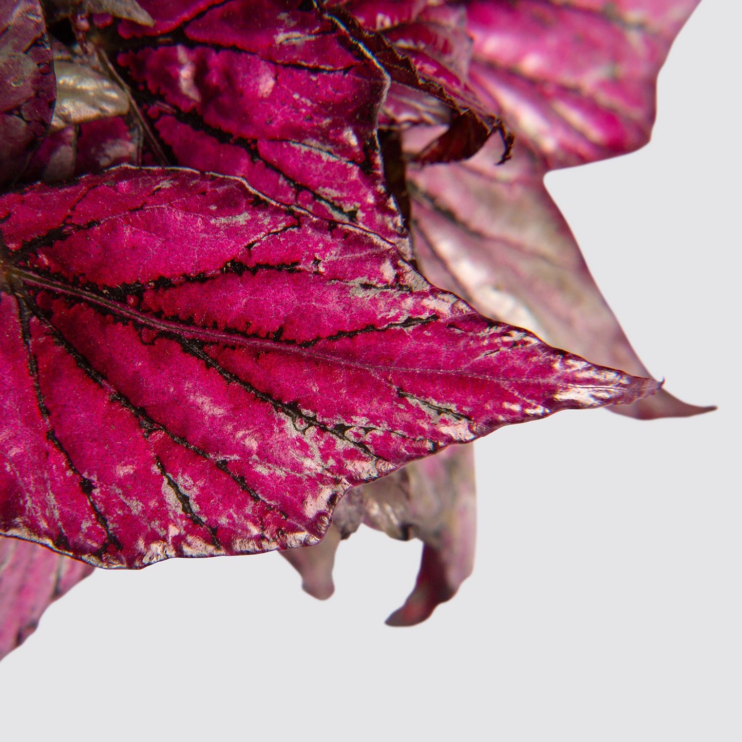 Begonia rex 'Hugh Mclauchlan'