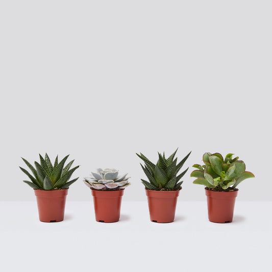 Mini succulent set