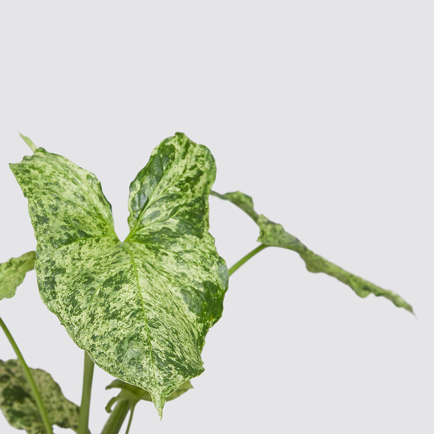 Variegated syngonium