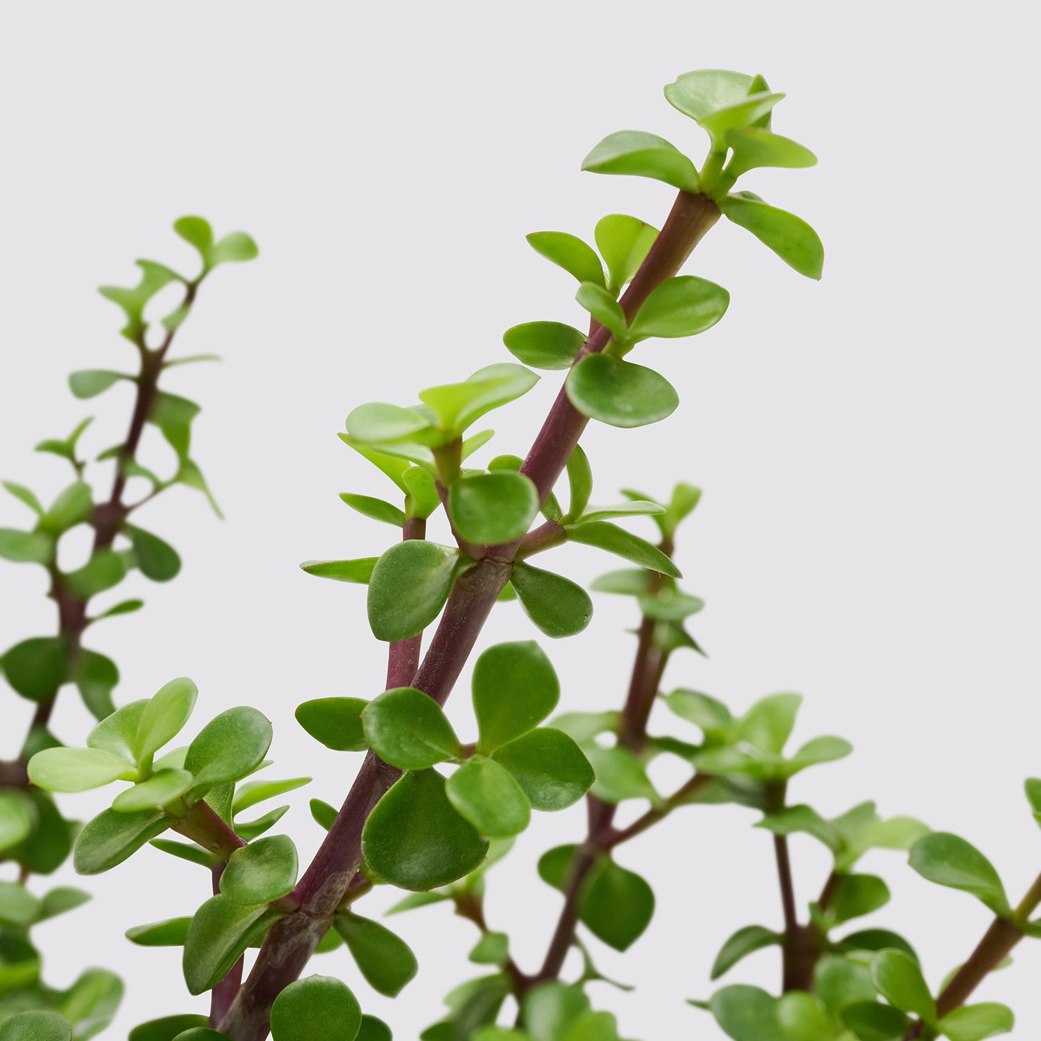 Portulacaria afra | Patch Plants