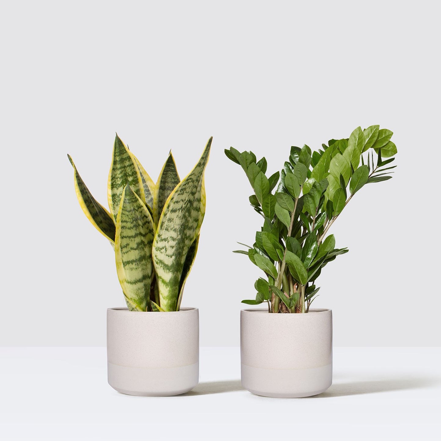 Easy water plants bundle
