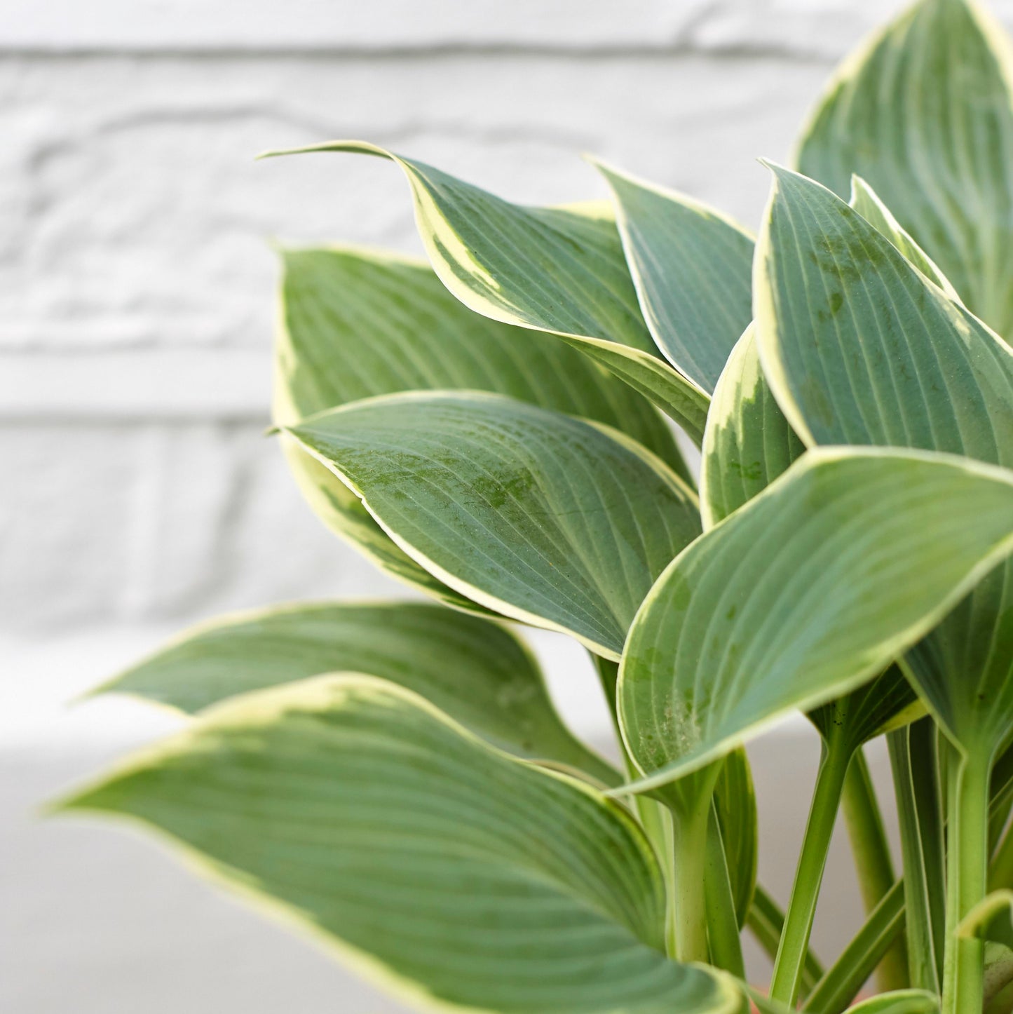 Hosta - green and white