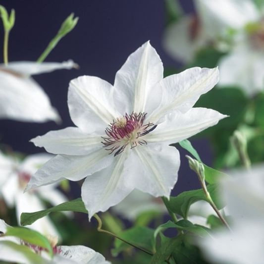 Clematis - miss bateman
