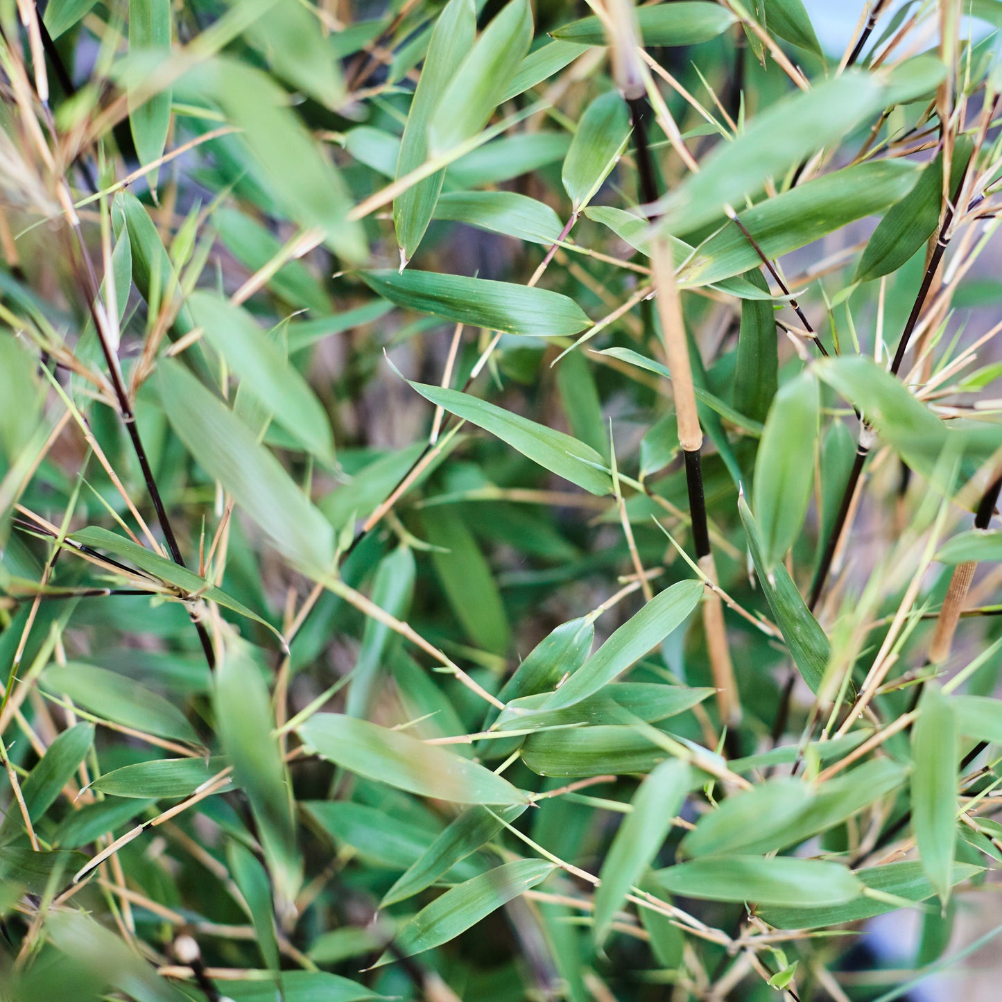 Fargesia Bamboo