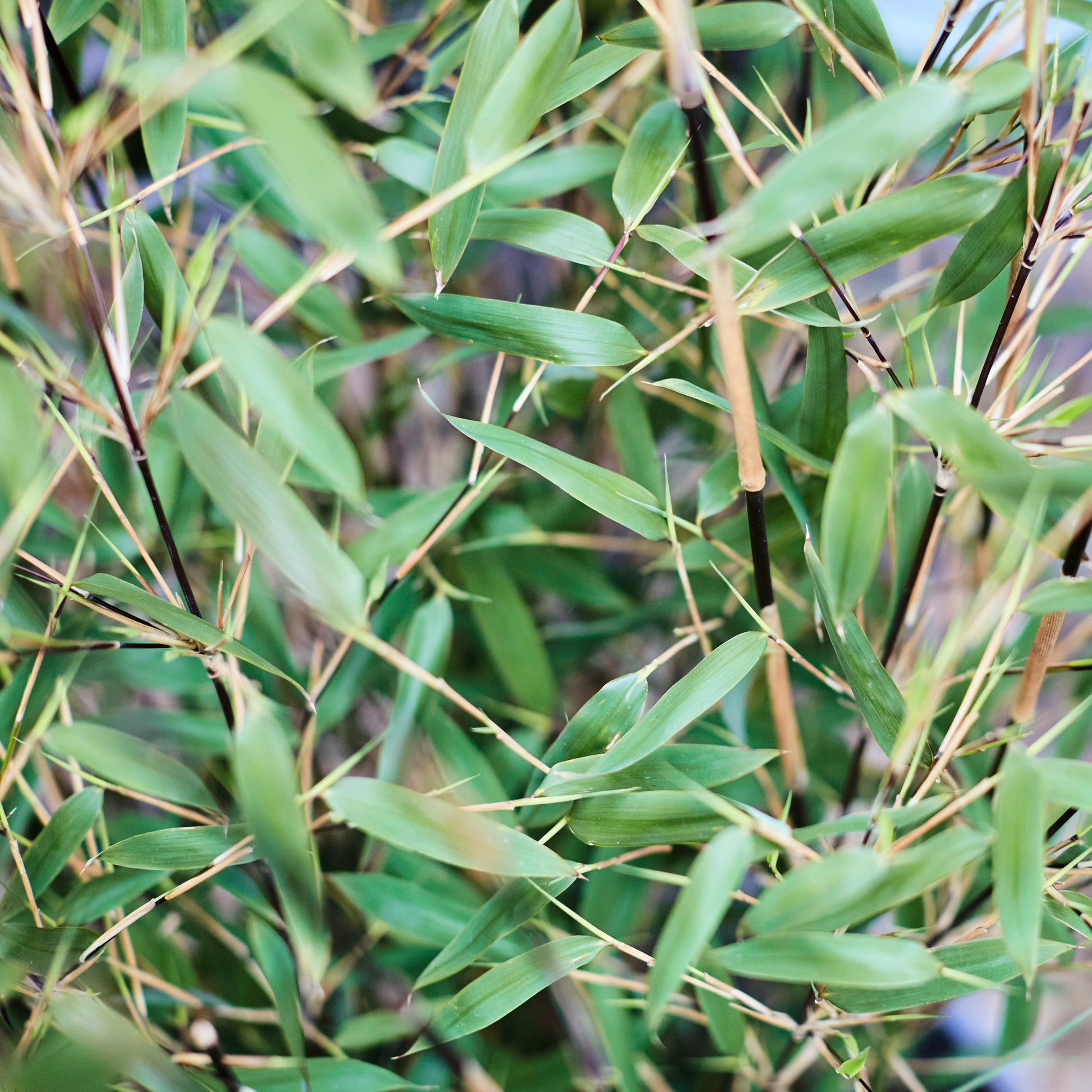 Fargesia Bamboo