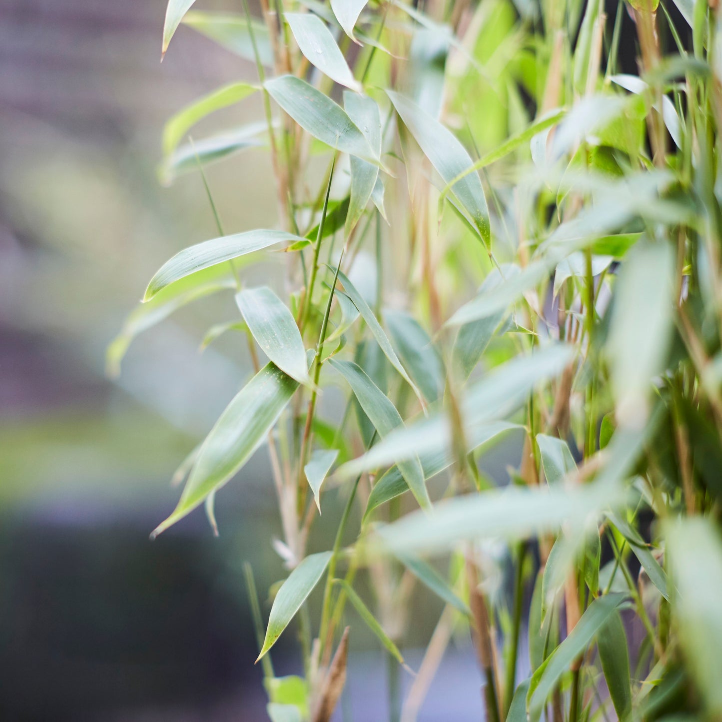 Fargesia Bamboo