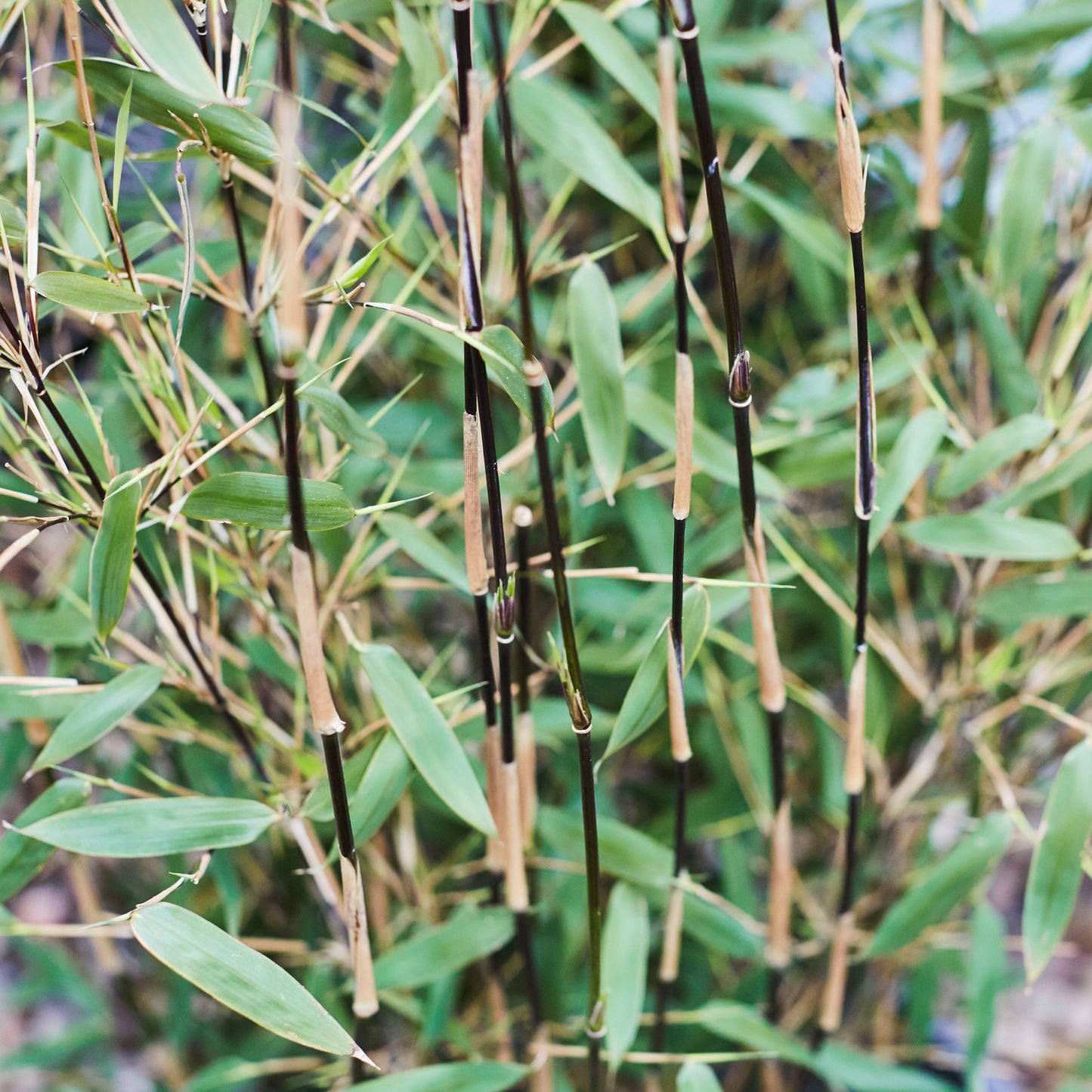 Fargesia Bamboo