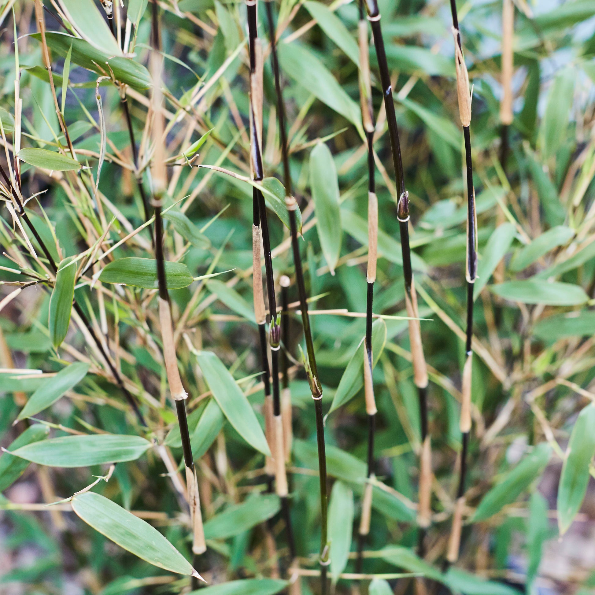 Fargesia Bamboo