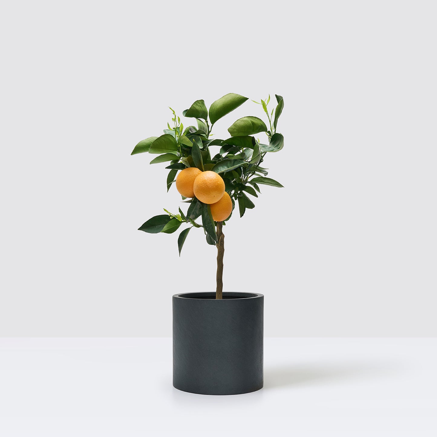 Sweet orange tree | Patch Plants