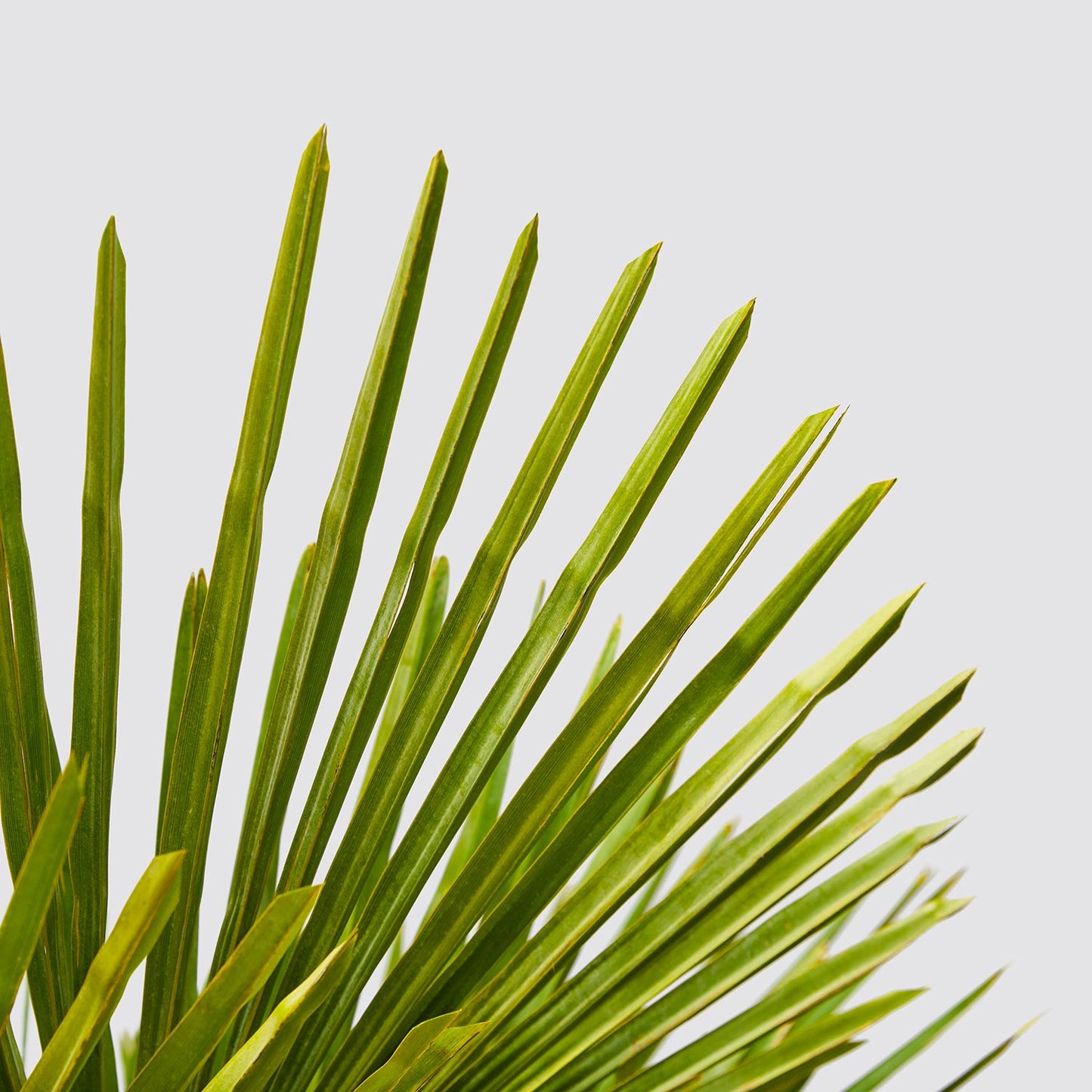 Chinese Windmill Palm