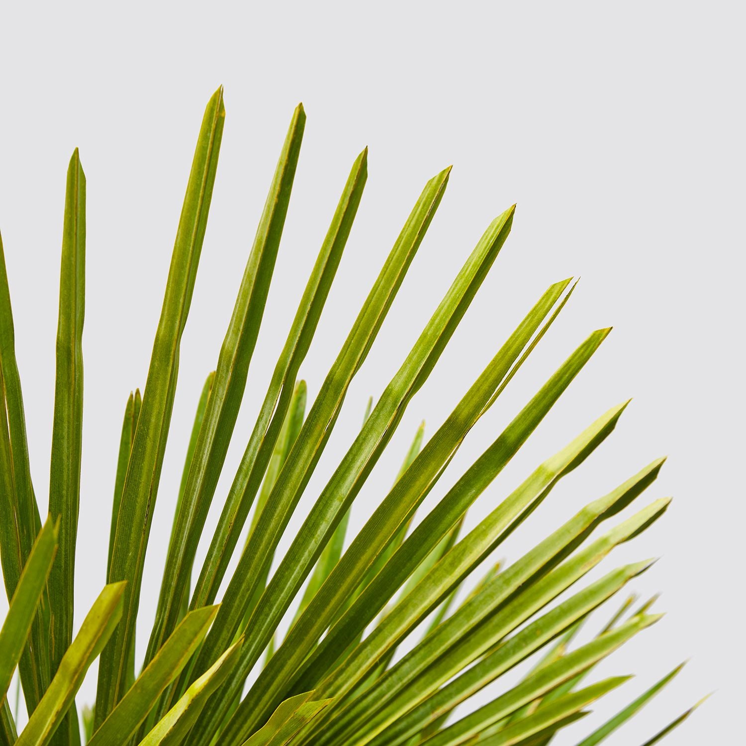 Chinese Windmill Palm