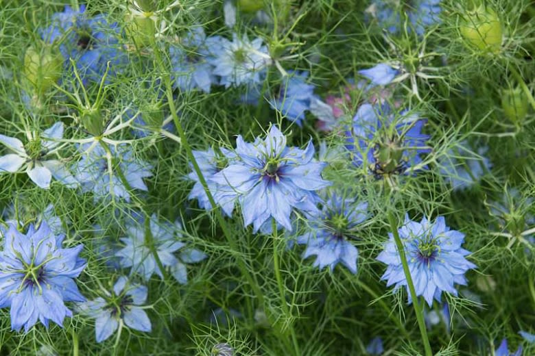 Mixed seeds set