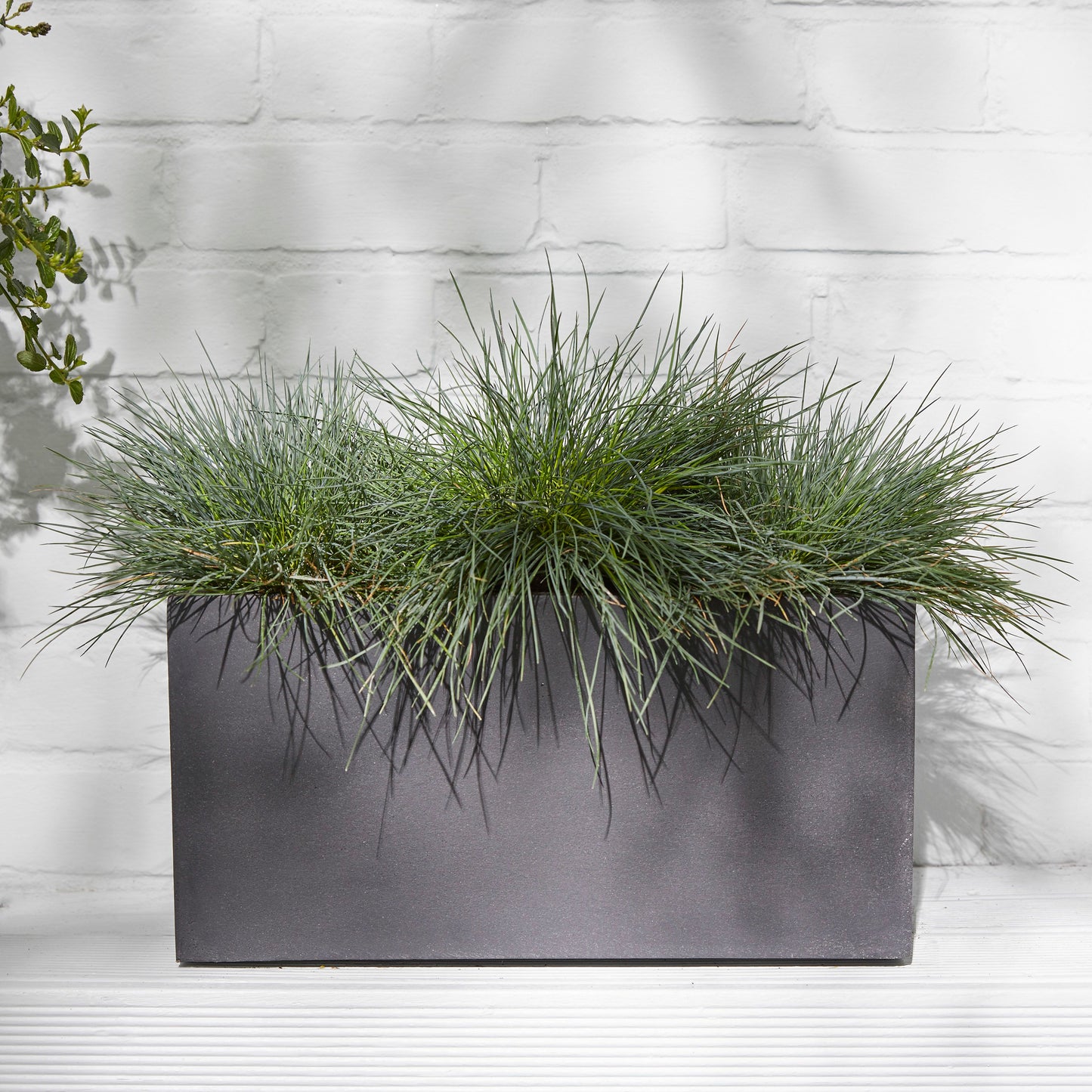 Festuca Glauca