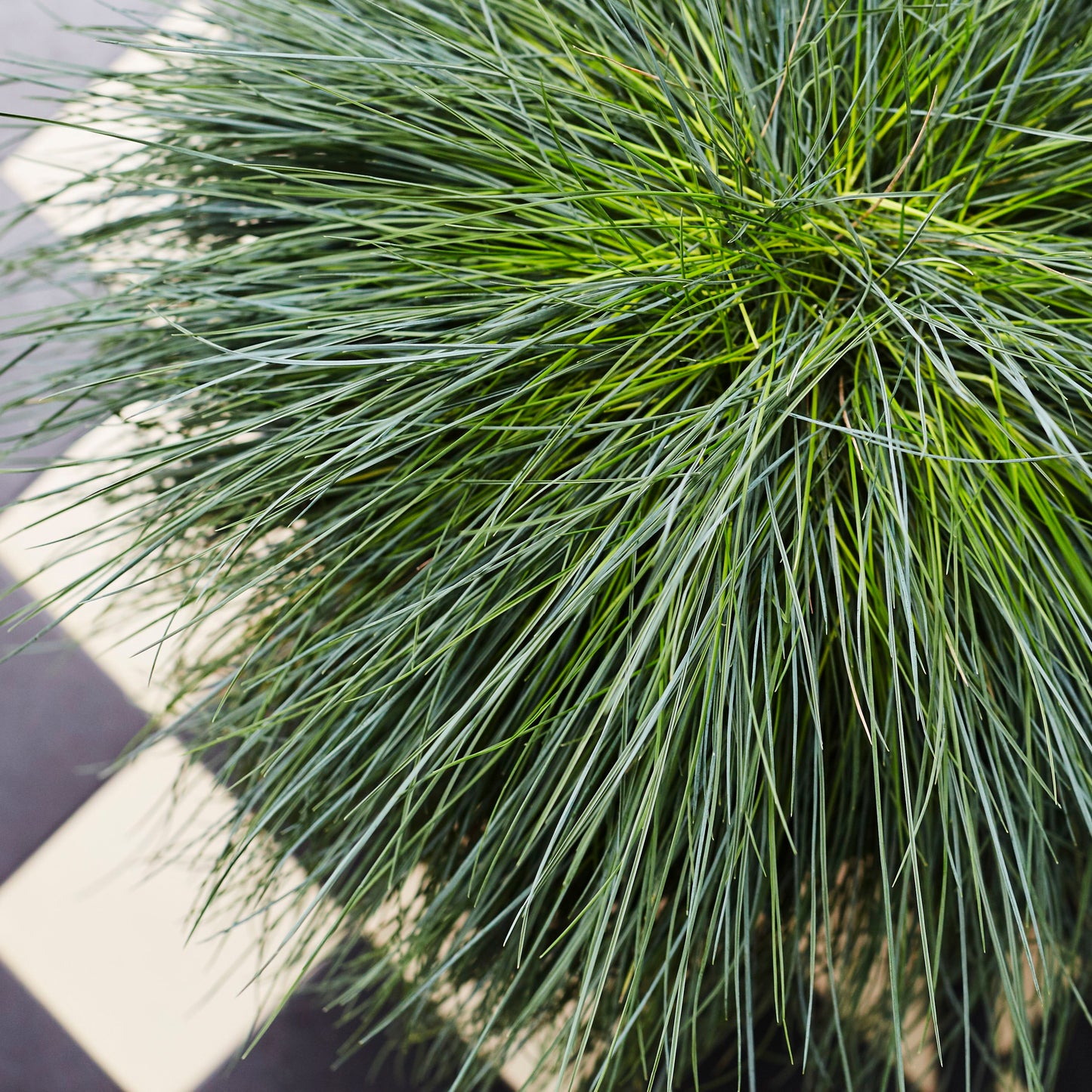 Festuca Glauca