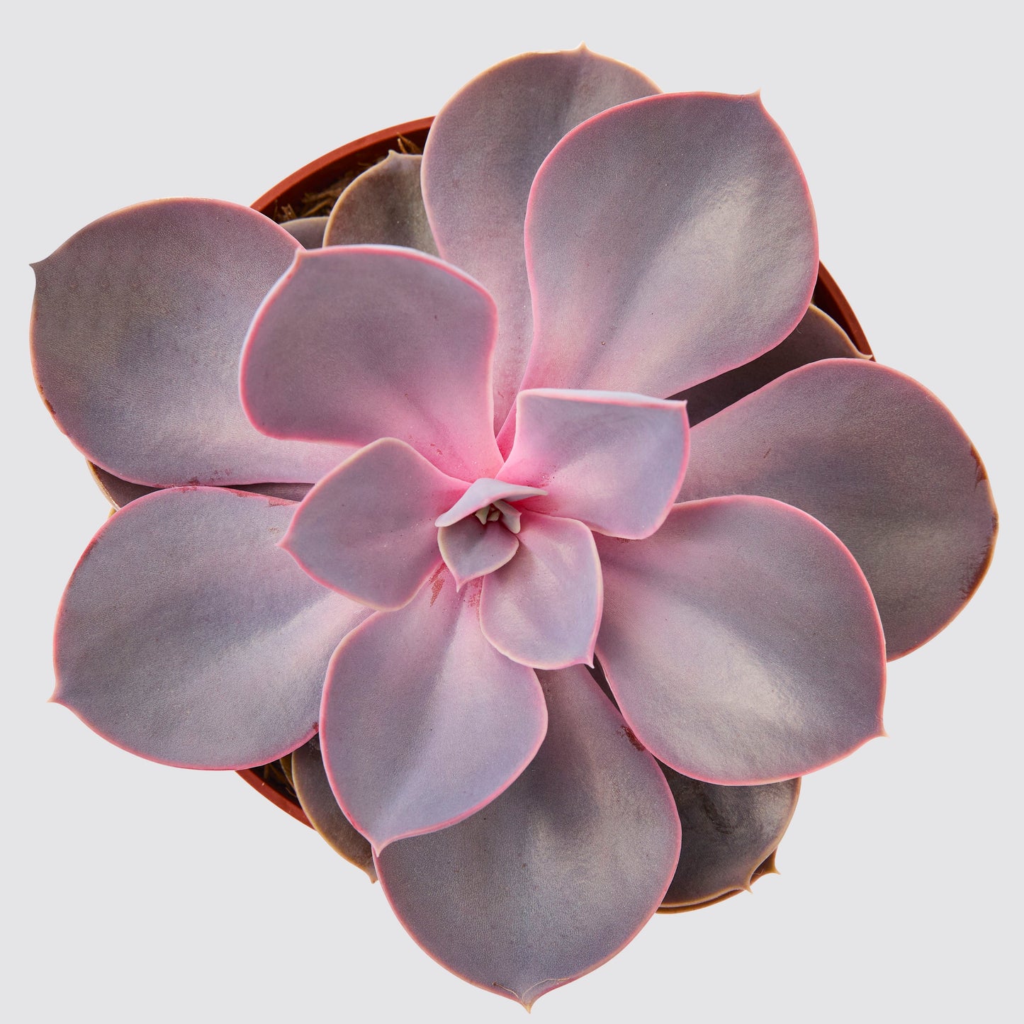 Echeveria 'purple pearl'