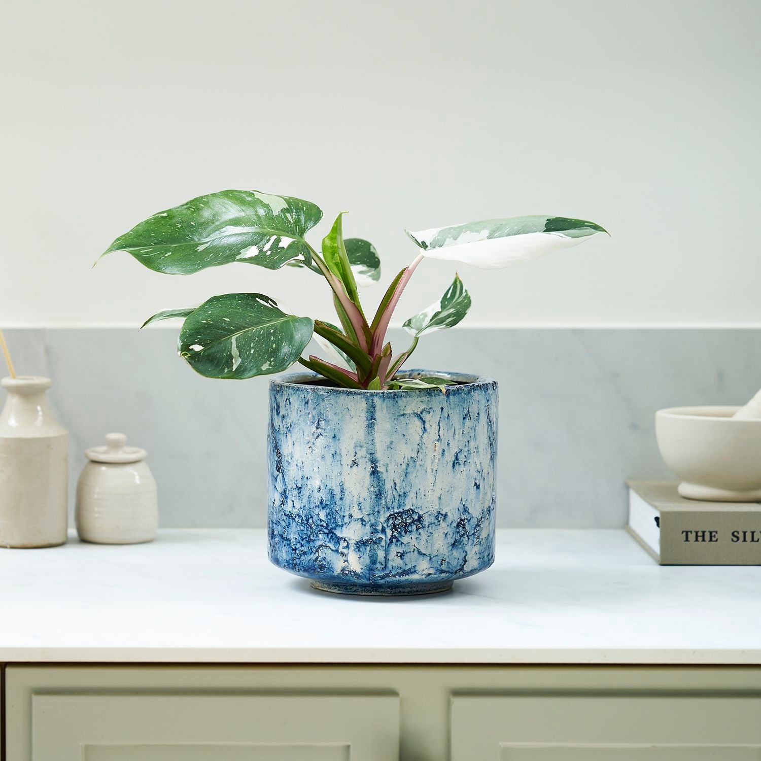Philodendron 'white princess'