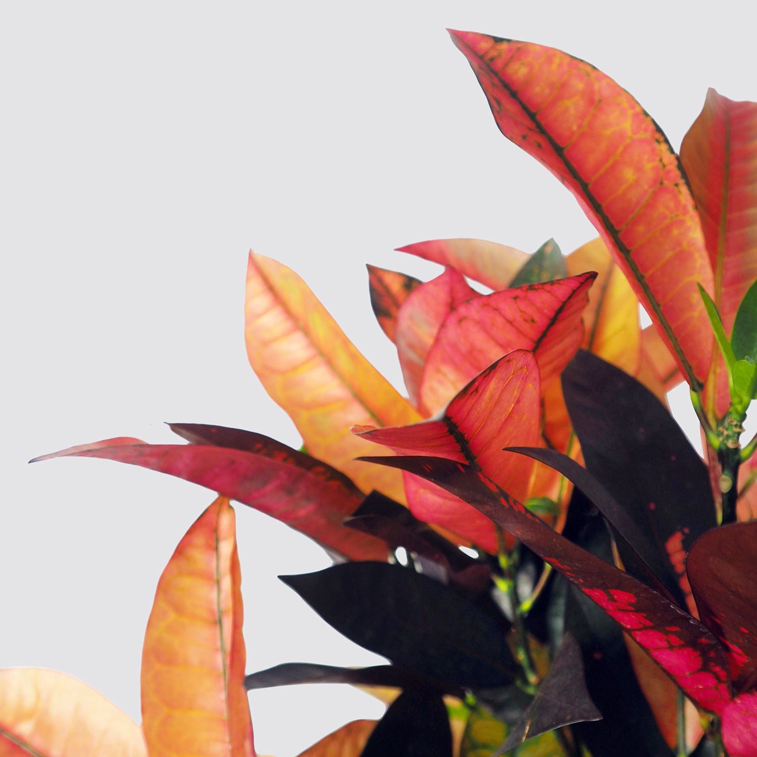 Croton