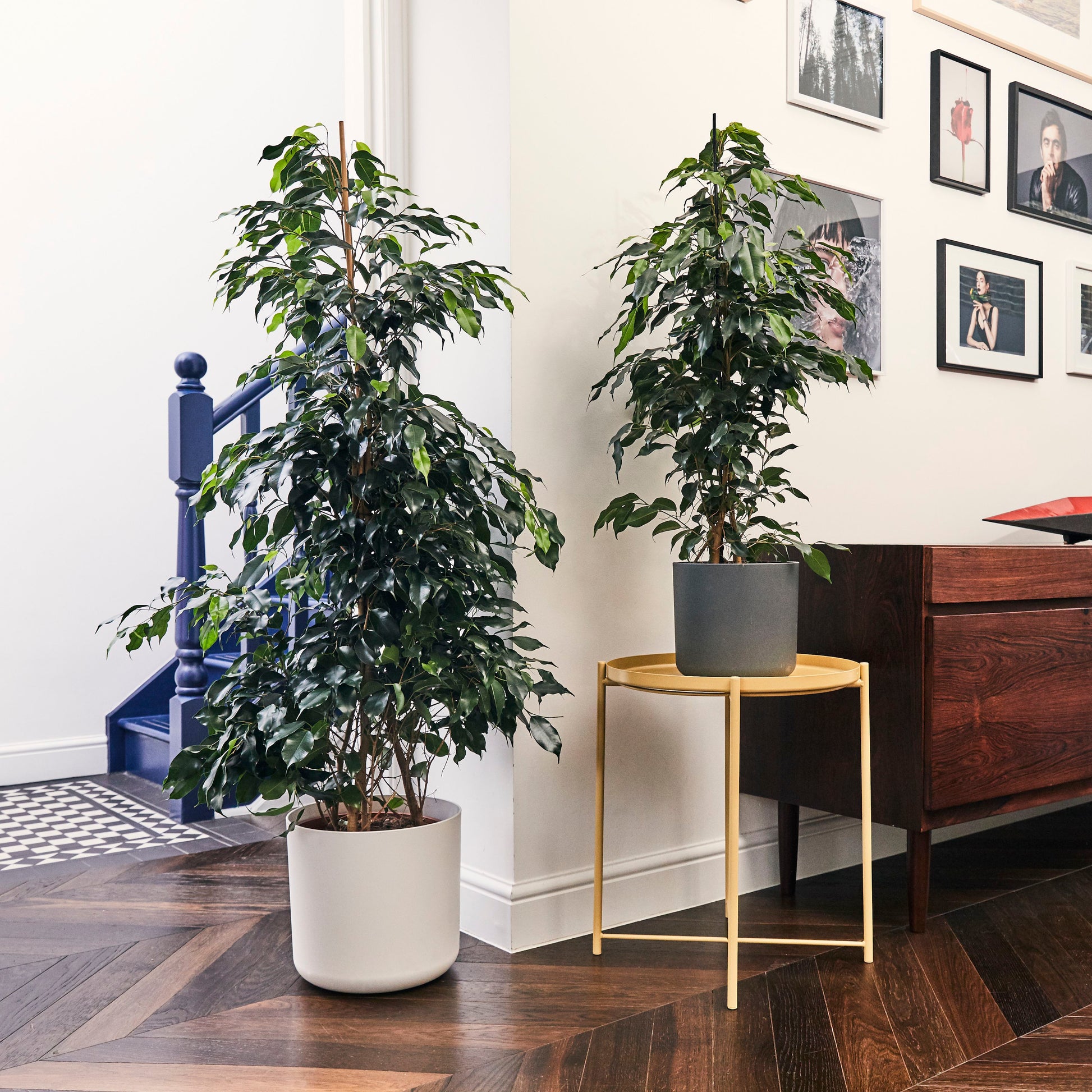 Ficus benjamina