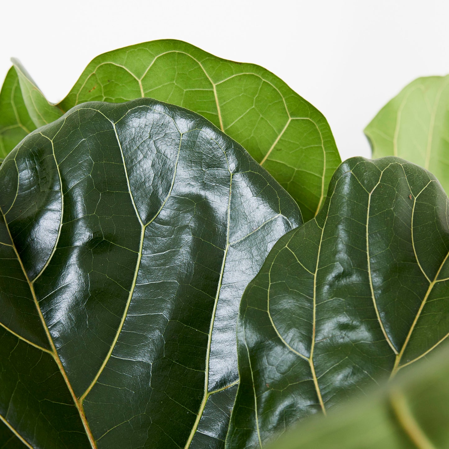 Fiddle-leaf fig