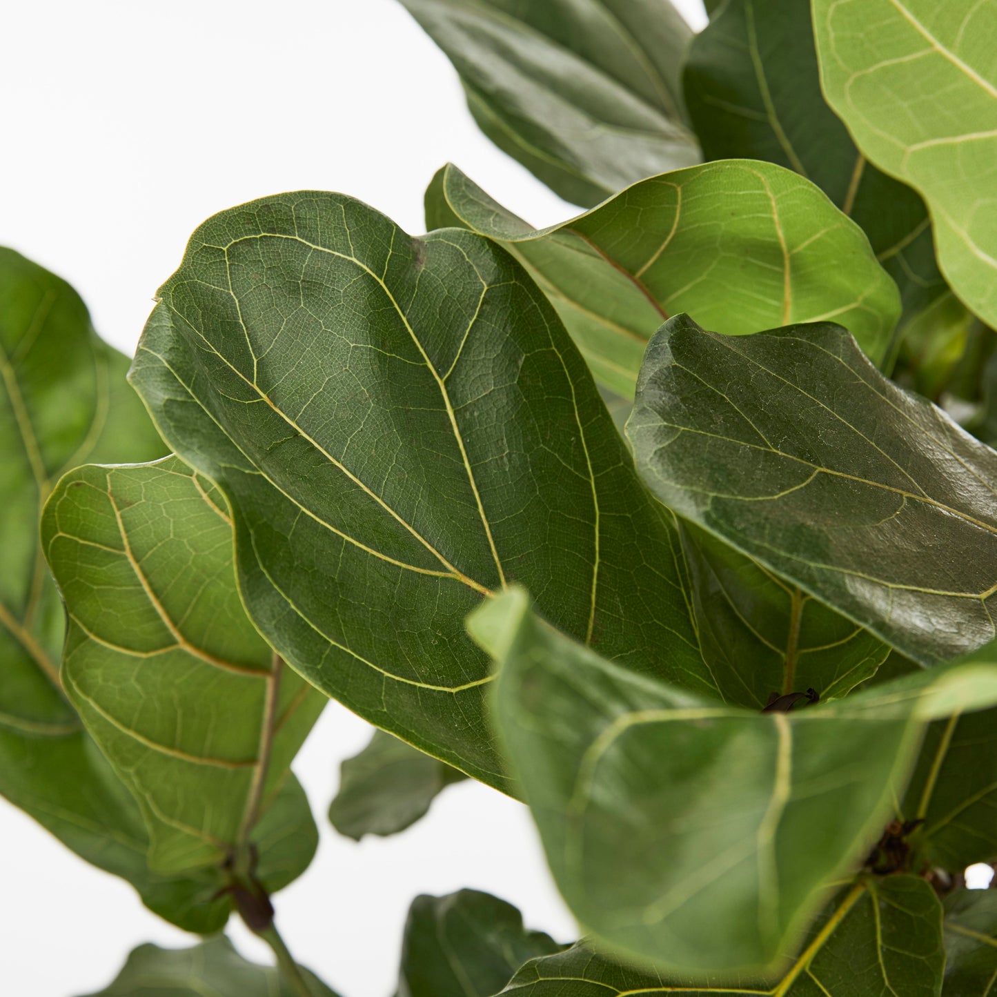 Fiddle-leaf fig