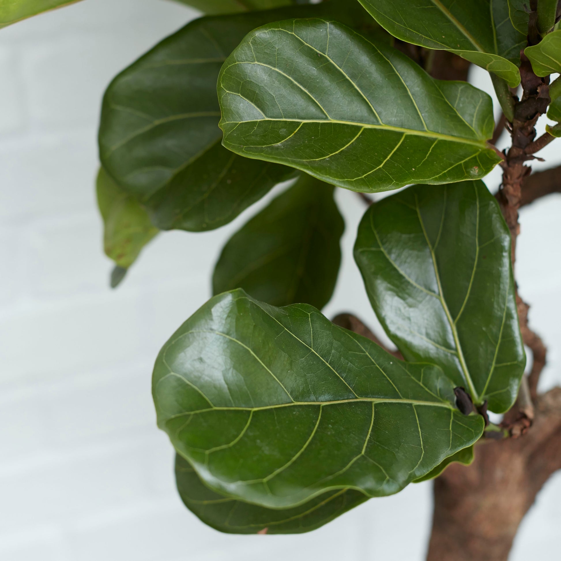 Fiddle-leaf fig