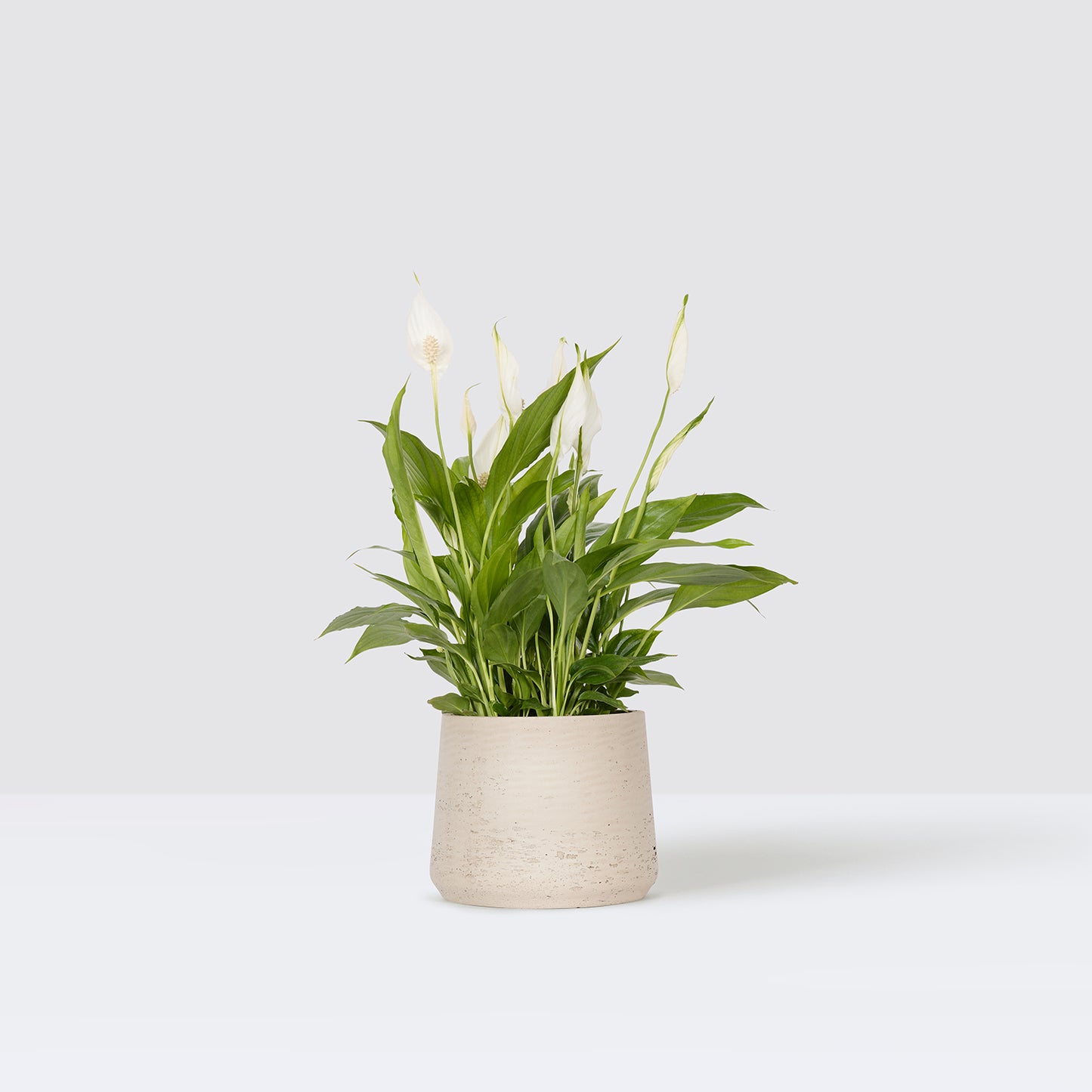 pippa pot