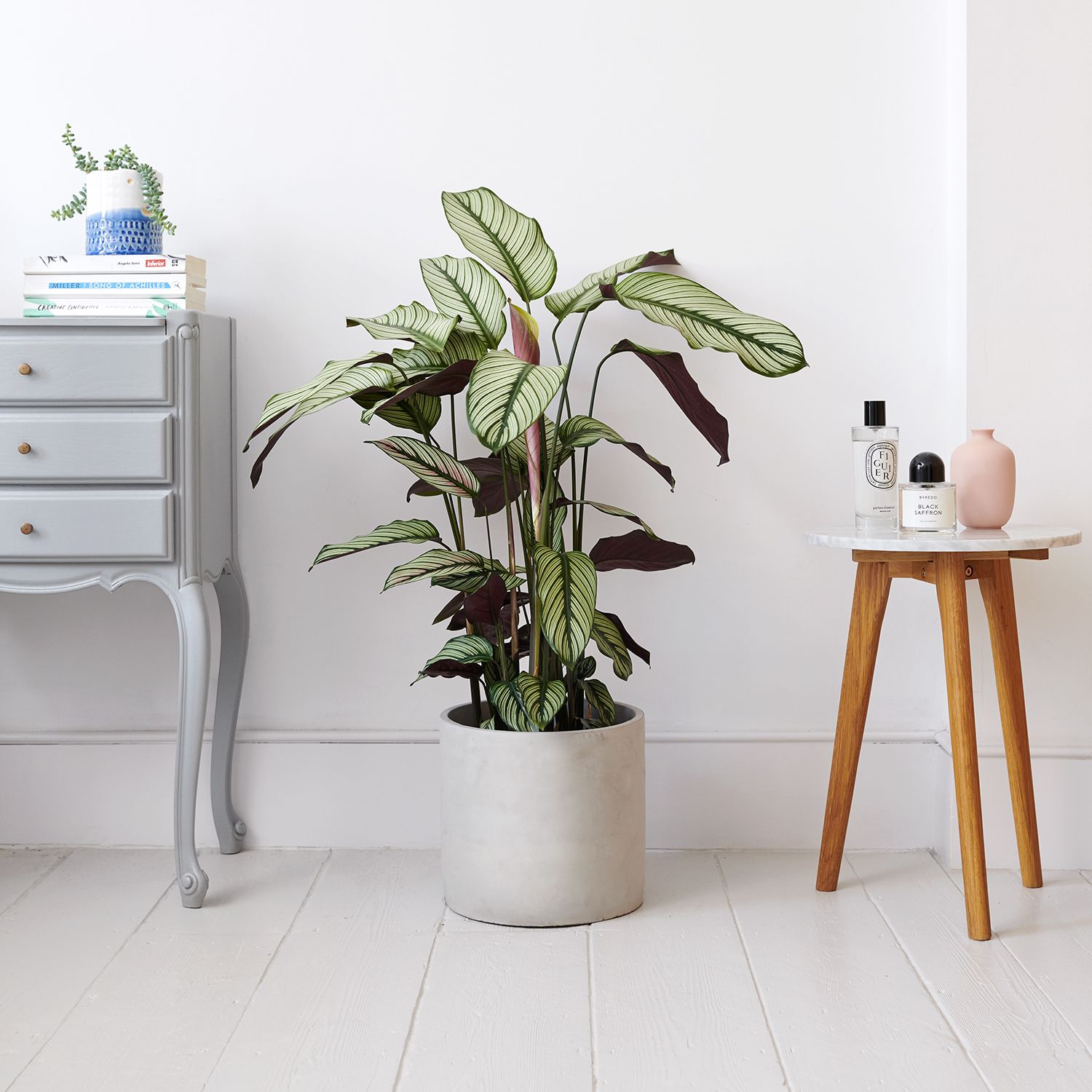 Calathea whitestar