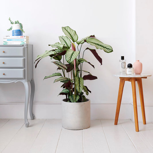 Calathea whitestar