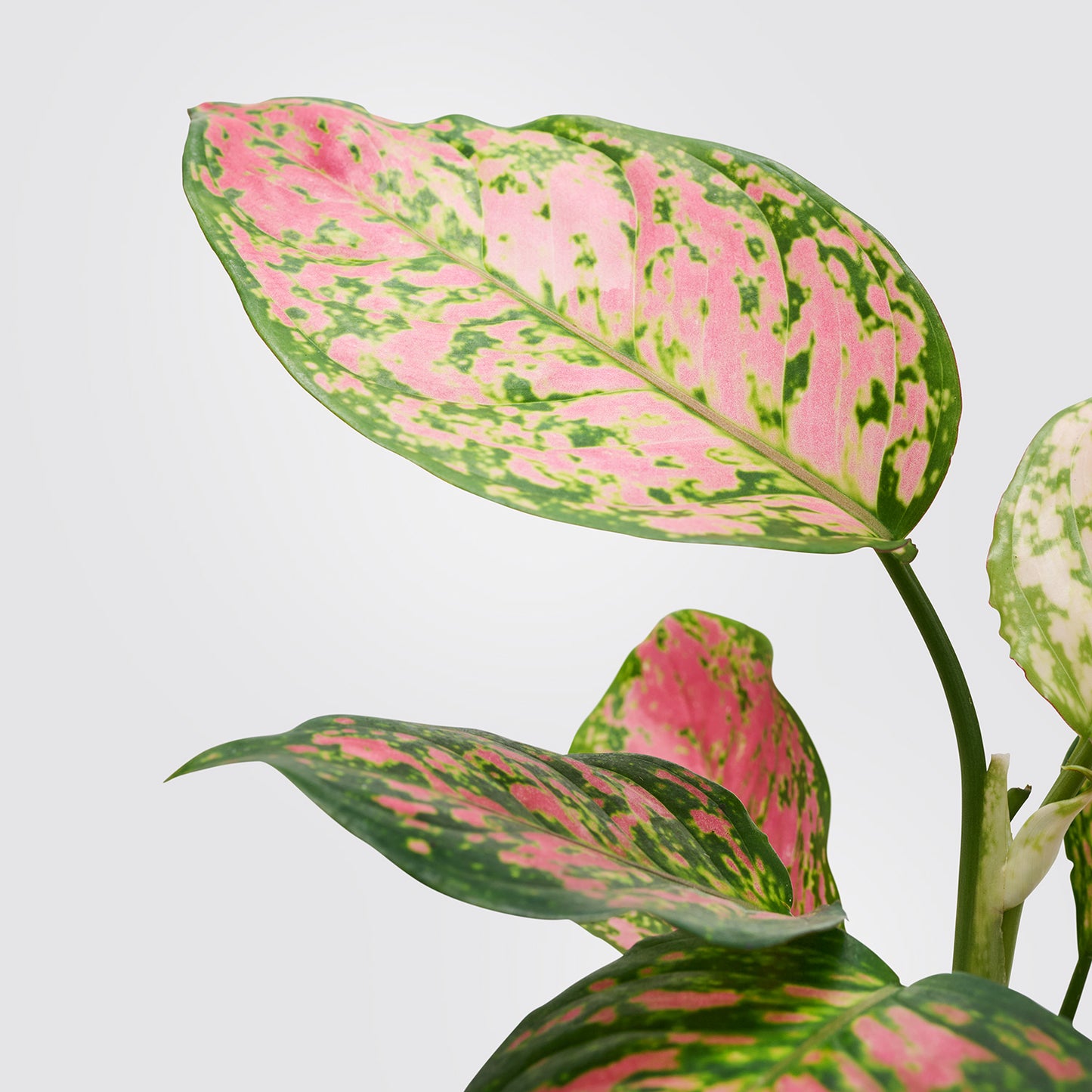 Aglaonema 'Crimson Love' | Patch Plants
