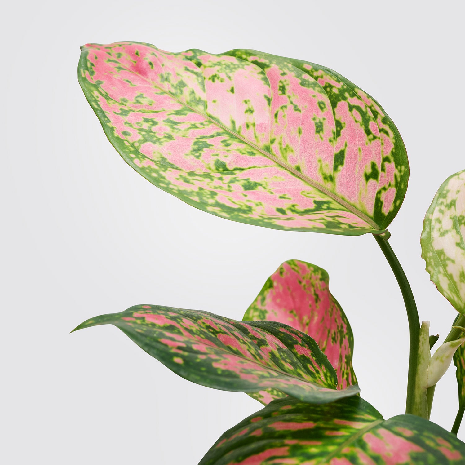 Aglaonema 'Crimson Love' | Patch Plants