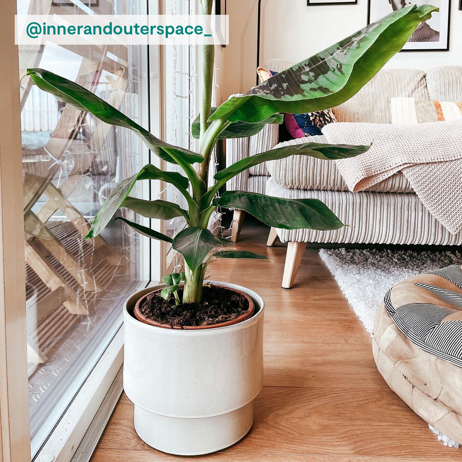 Musa 'Dwarf Cavendish'