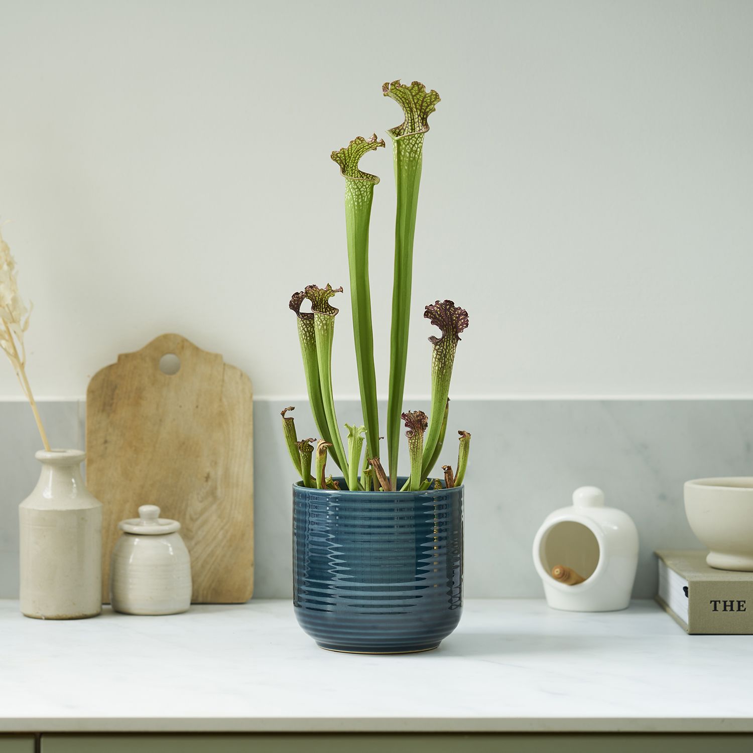 Pitcher plant