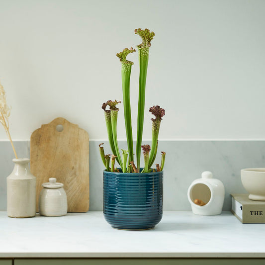 Pitcher plant