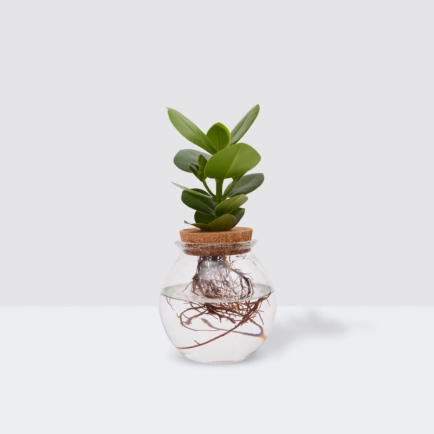 Sia in glass