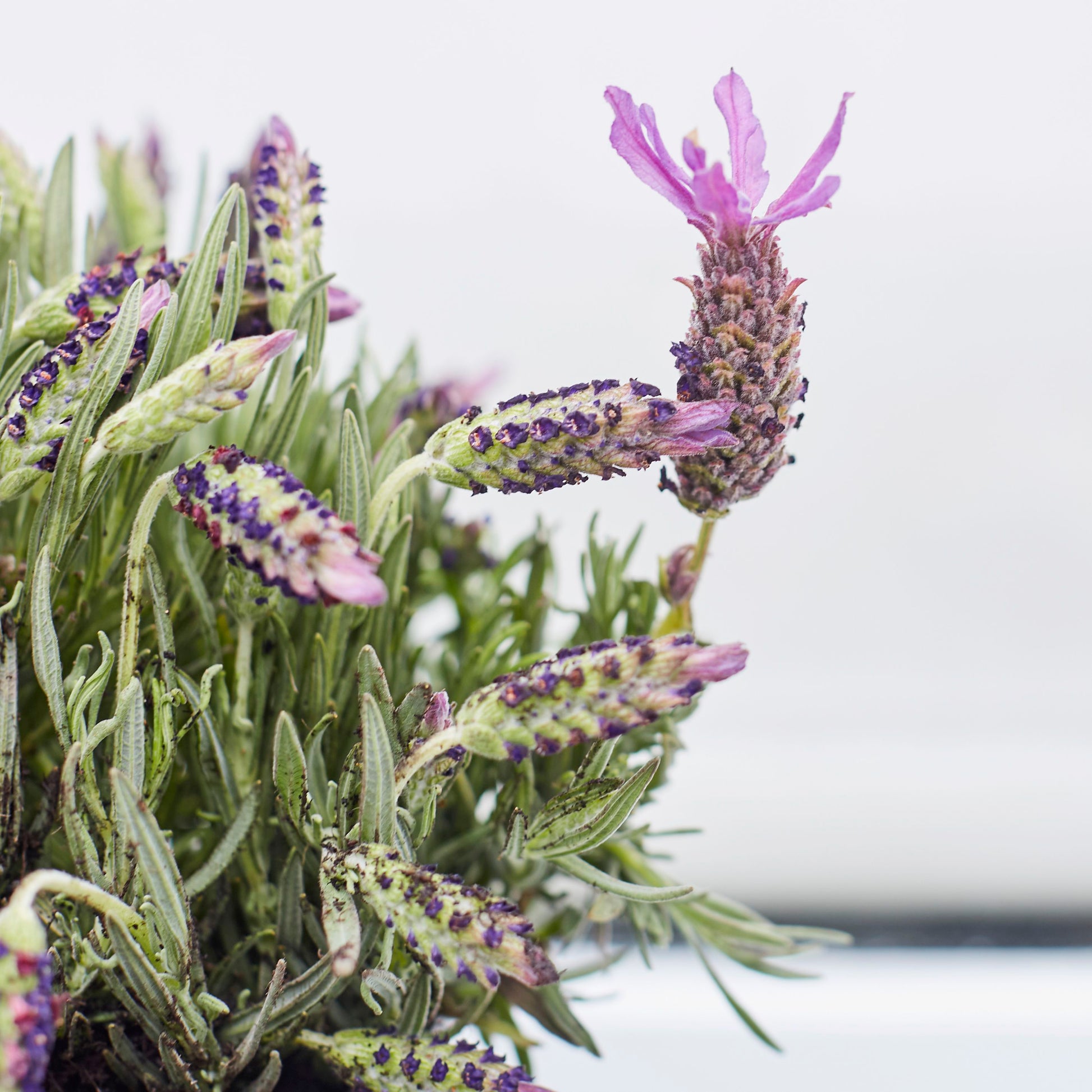French Lavender