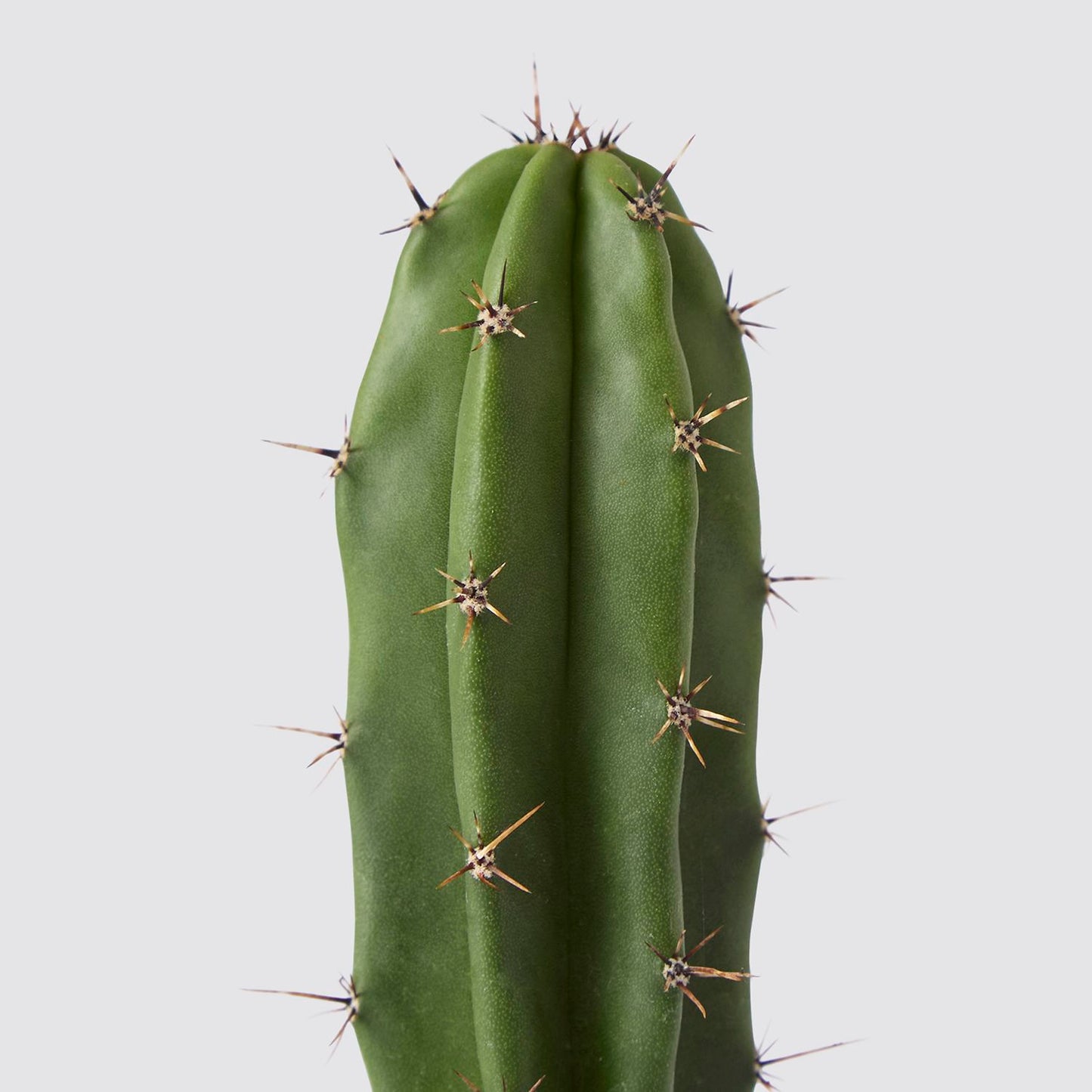 Polaskia chula