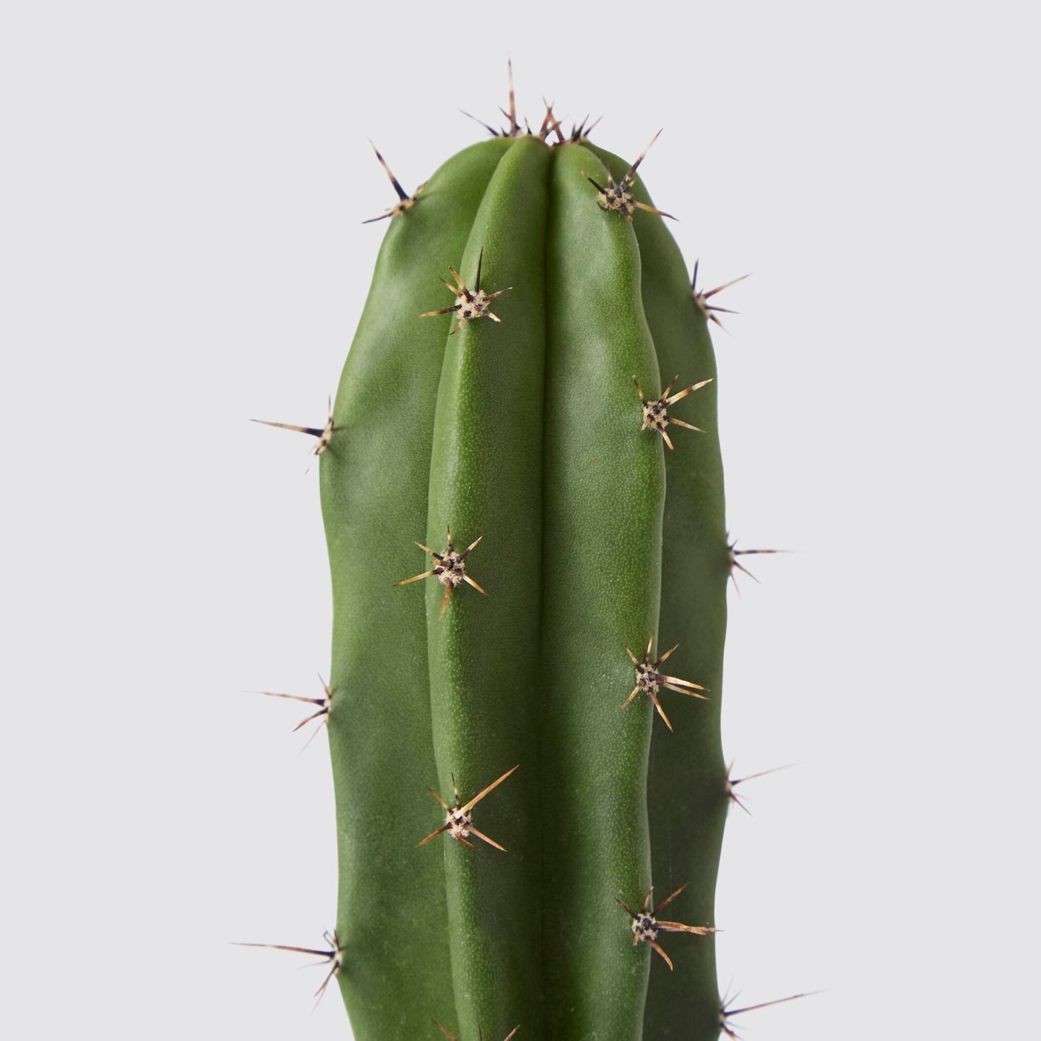 Polaskia chula