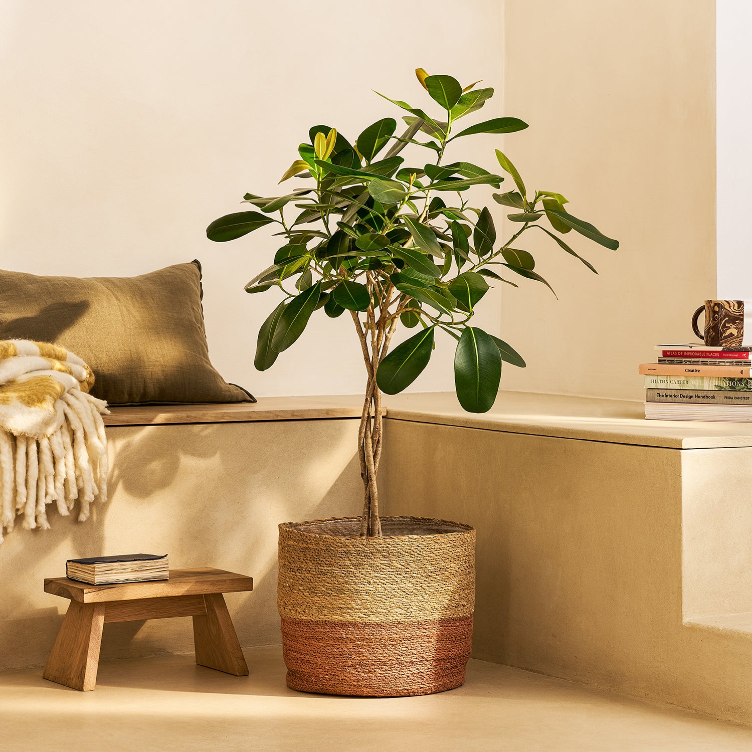 Ficus microcarpa 'Smile' | Patch Plants