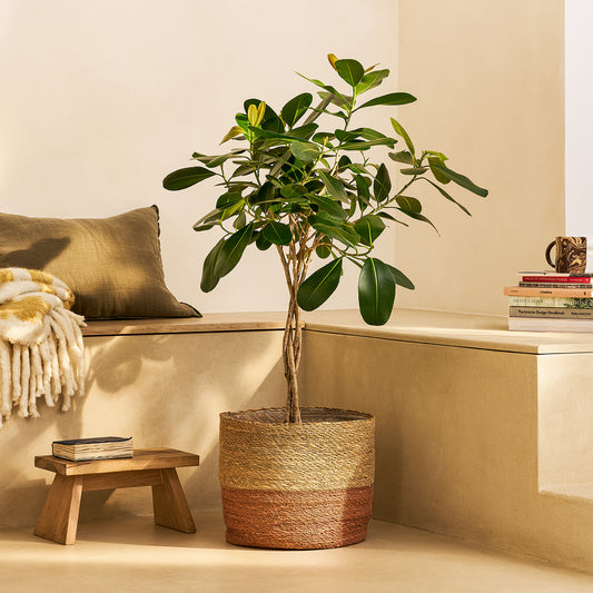 Ficus microcarpa 'Smile' | Patch Plants