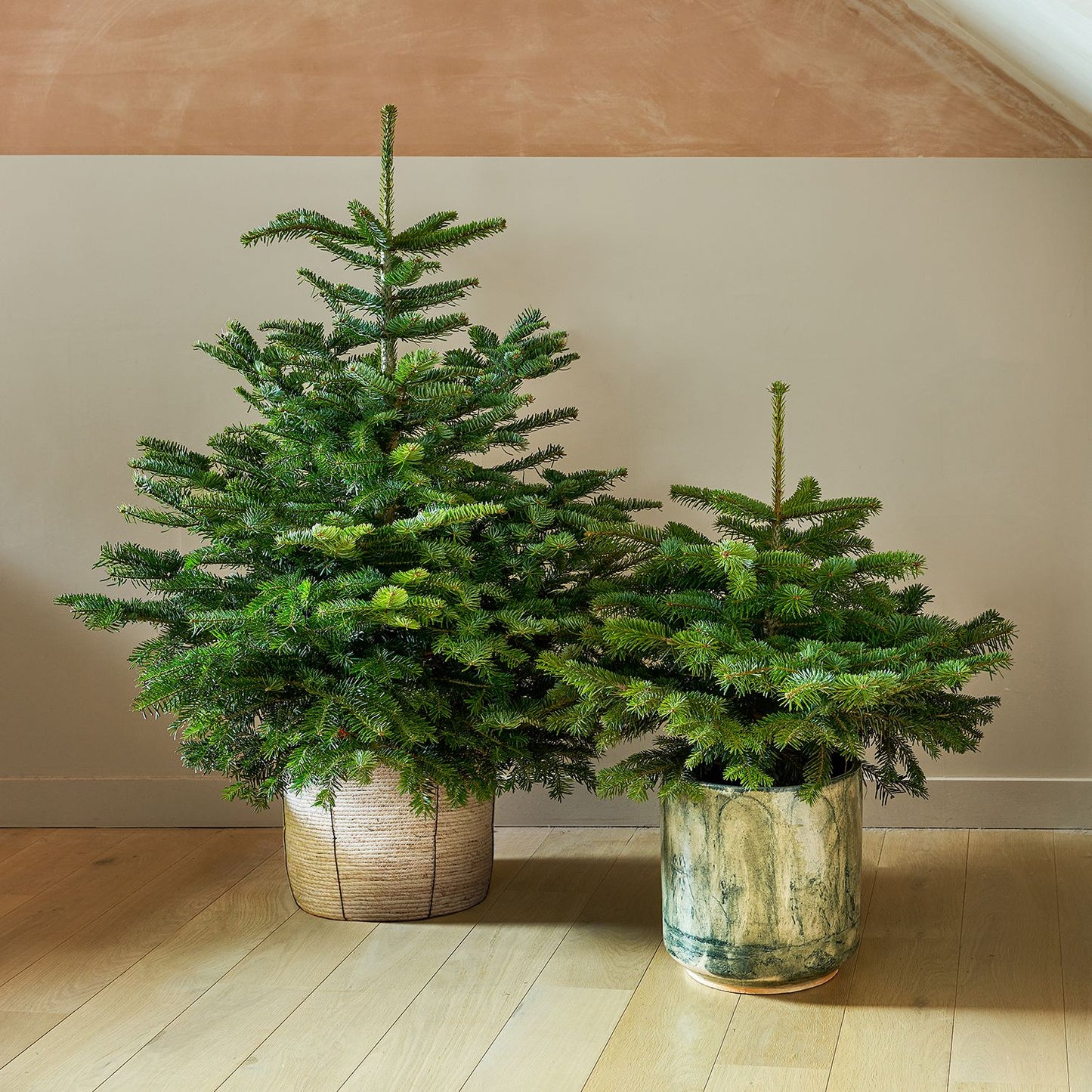 Pot Grown Nordmann Fir