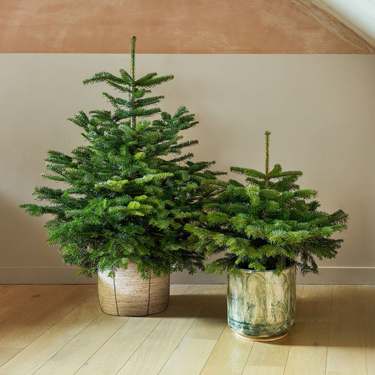 Pot Grown Nordmann Fir