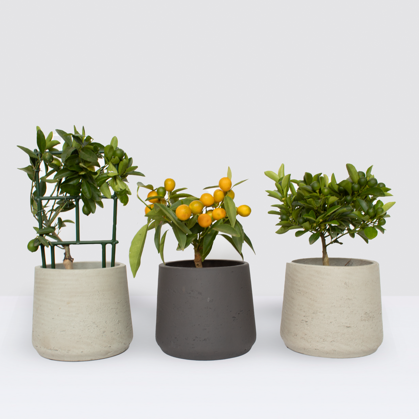 Mini Citrus trio