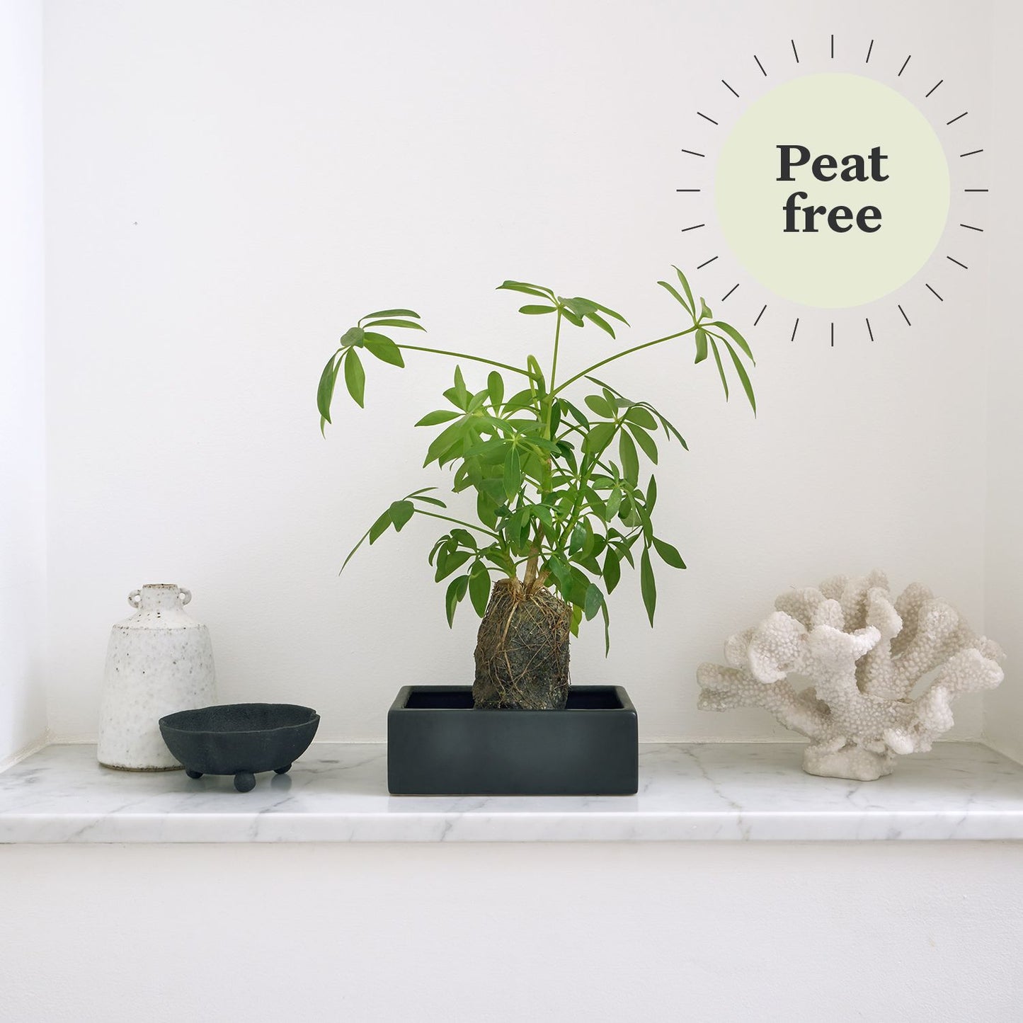 Schefflera