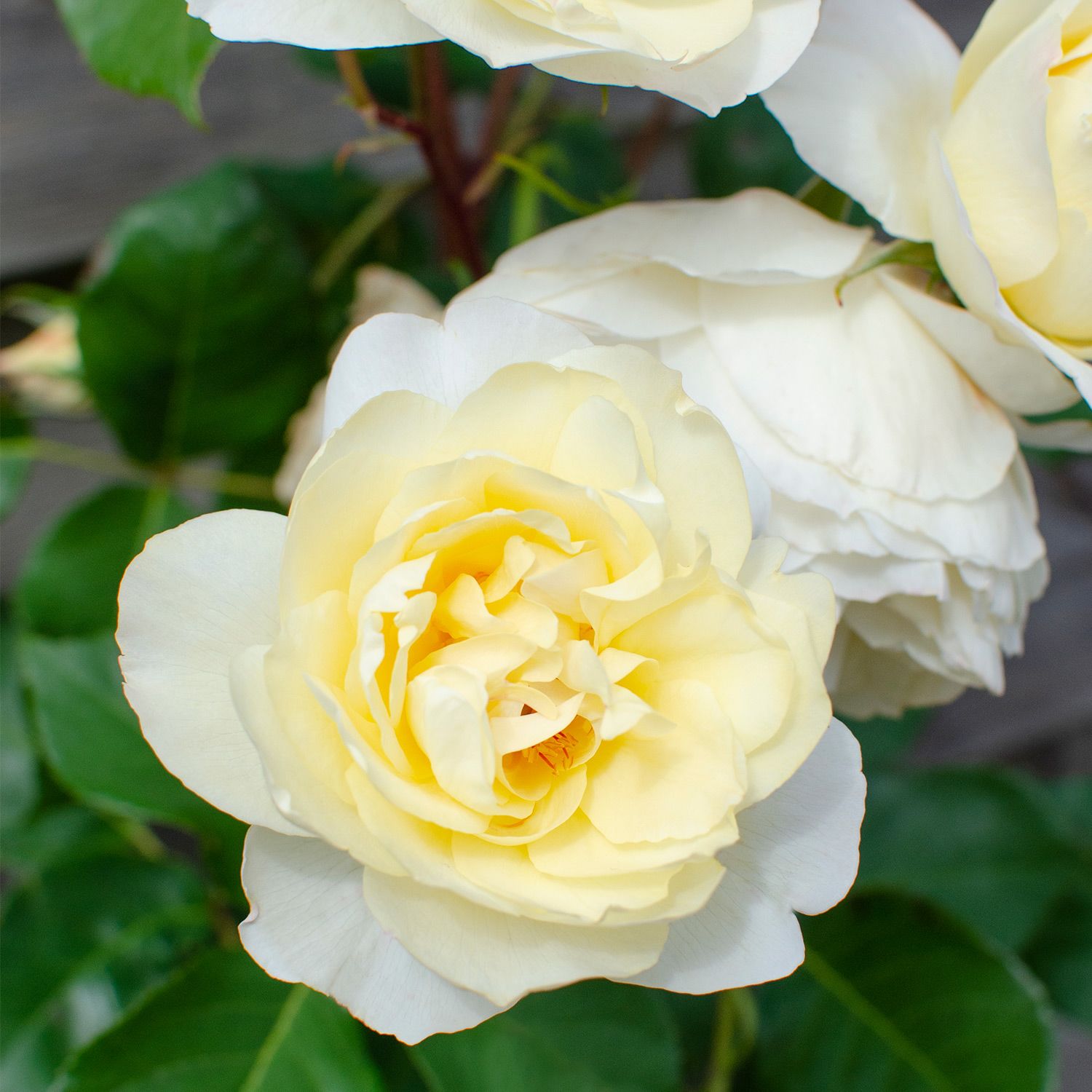 Climbing rose - white
