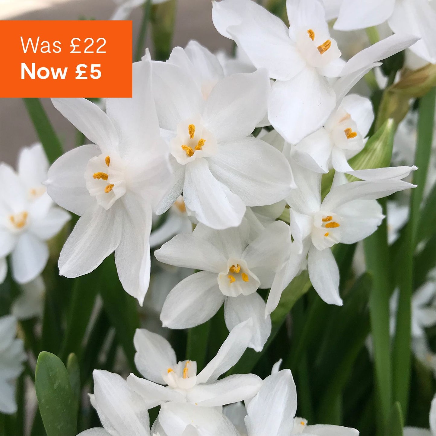 Indoor scented spring bulbs
